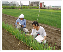 ねぎっ娘クラブ