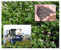 そばっ粉クラブ